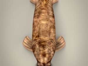 realistic walrus 3D Model