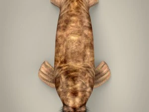 realistic walrus 3D Model