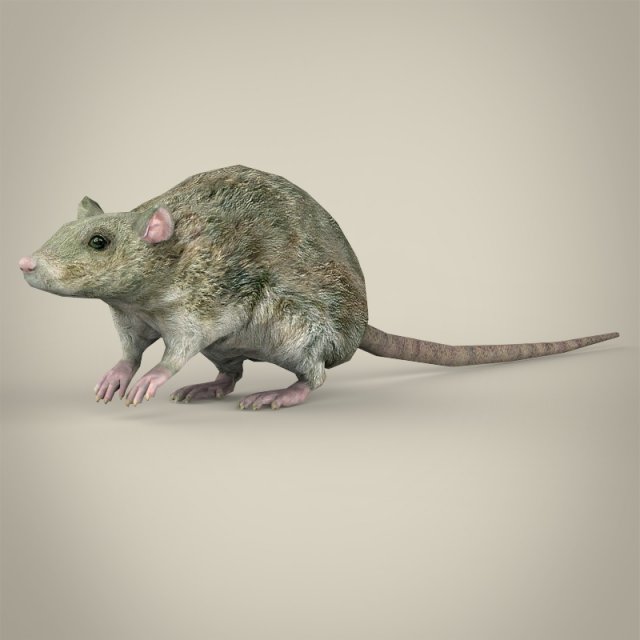 game ready rat Modelo 3D .c4d .max .obj .3ds .fbx .stl .blend 