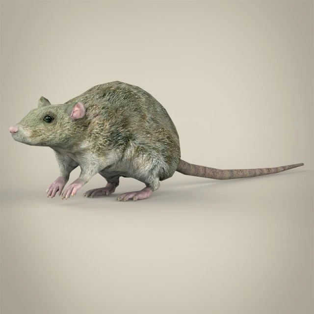 game ready rat 3D Model .c4d .max .obj .3ds .fbx .stl .blend