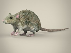 game ready rat 3D Models