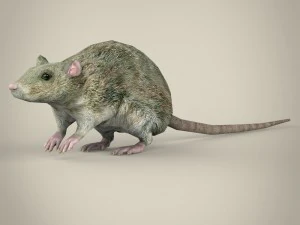 tikus siap permainan Model 3D