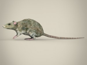 game ready rat Modelo 3D