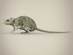 game ready rat 3D Model
