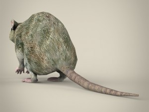 game ready rat Modelo 3D