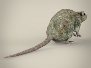 game ready rat Modelo 3D