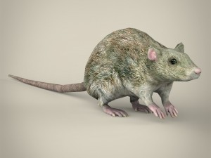 game ready rat Modelo 3D