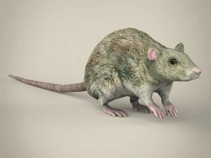 game ready rat 3D Model