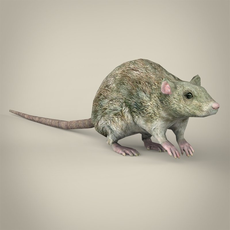 Модель rat. Крыса модель. Крыса 3d модель. Rat 3d model.