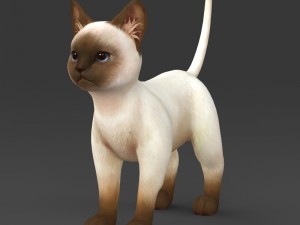 game ready white brown kitten 3D Models