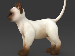 game ready white brown kitten 3D-Modell