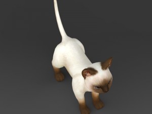 game ready white brown kitten 3D-Modell