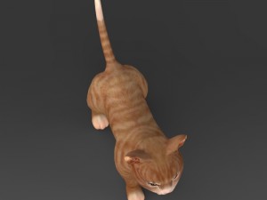 game ready brown kitten 3D Model