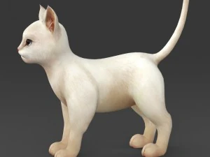 game ready white kitten 3D Model