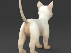game ready white kitten 3D Model