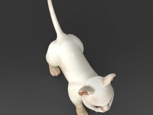 game ready white kitten 3D मॉडल