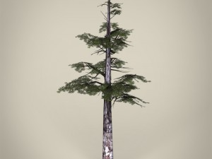 game ready tree collection 3D Модель