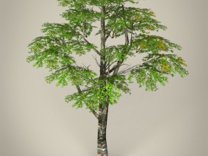 game ready tree collection 3D Модель