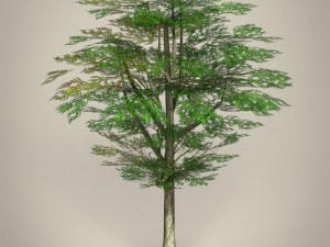 game ready tree collection 3D Модель