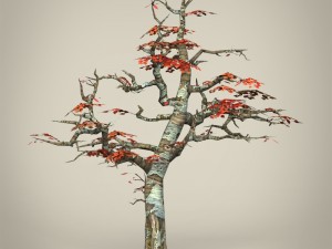 game ready maple tree collection 3D Model