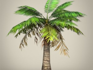 game ready plam tree collection 3Dモデル