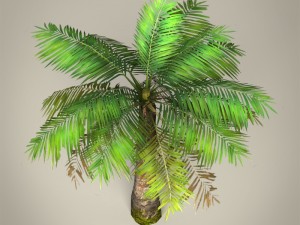 game ready plam tree collection 3Dモデル