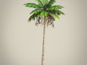 game ready plam tree collection 3Dモデル
