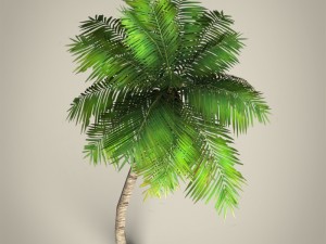 game ready plam tree collection 3Dモデル
