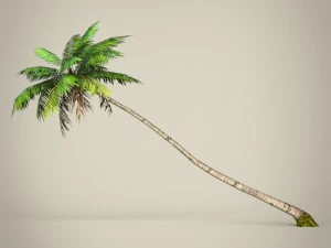 game ready plam tree collection 3D Model