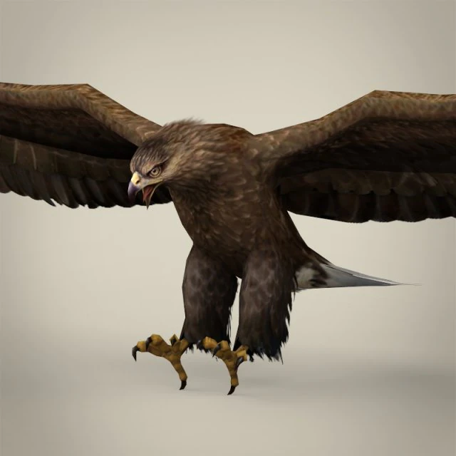 aquila realistica pronta per il gioco Modello 3D .c4d .max .obj .3ds .fbx .stl .blend 