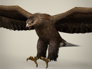 game ready realistic eagle 3D Models