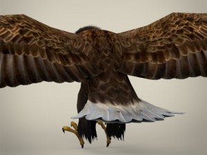 game ready realistic eagle Modelo 3D