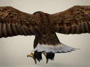 aquila realistica pronta per il gioco Modello 3D