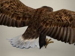 game ready realistic eagle Modelo 3D