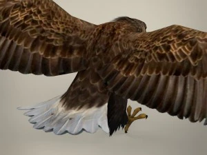 aquila realistica pronta per il gioco Modello 3D