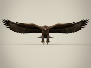 game ready realistic eagle Modelo 3D