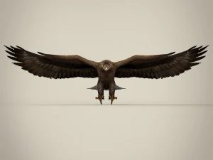 aquila realistica pronta per il gioco Modello 3D