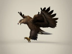aquila realistica pronta per il gioco Modello 3D