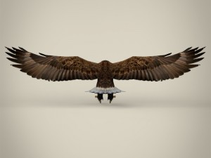 game ready realistic eagle Modelo 3D