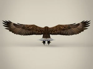 aquila realistica pronta per il gioco Modello 3D
