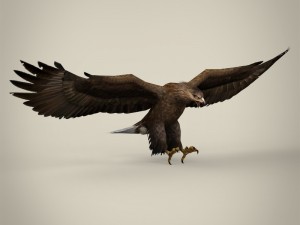 game ready realistic eagle Modelo 3D