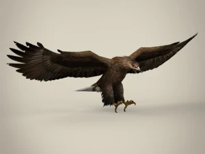 aquila realistica pronta per il gioco Modello 3D