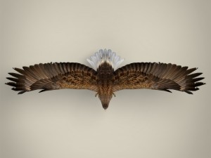 game ready realistic eagle Modelo 3D