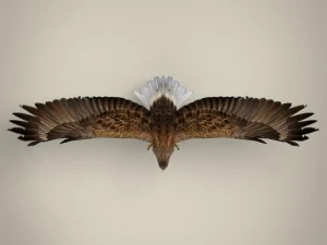 aquila realistica pronta per il gioco Modello 3D
