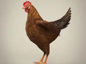 game ready realistic hen 3D Model