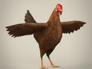 game ready realistic hen 3D Model