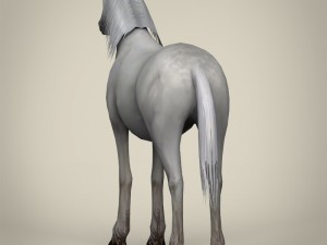 game ready white horse 3D 모델