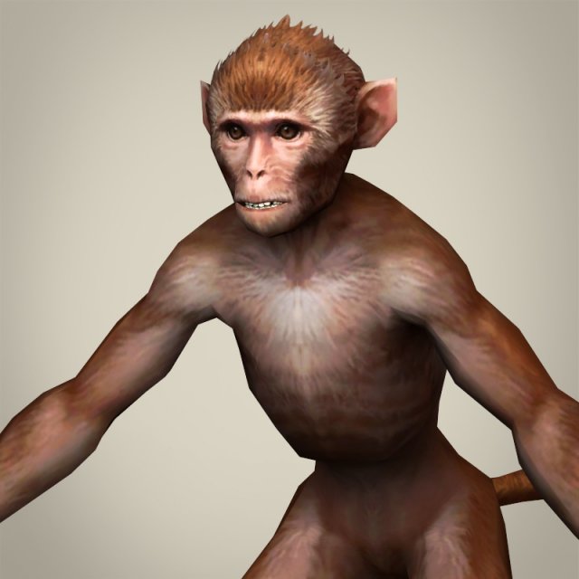 game ready realistic monkey 3D Model .c4d .max .obj .3ds .fbx .stl .blend 