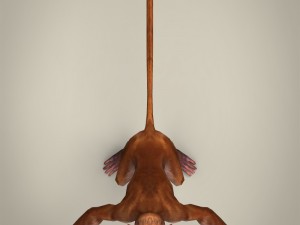game ready realistic monkey 3D Model