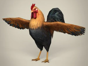 gallo realistico pronto per il gioco Modello 3D